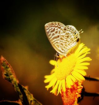 Mavi Zebra (Leptotes pirithous)