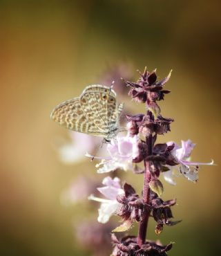 Mavi Zebra (Leptotes pirithous)