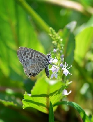 Mavi Zebra (Leptotes pirithous)