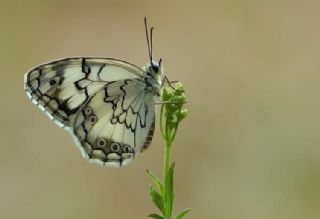Akdeniz Melikesi (Melanargia titea)