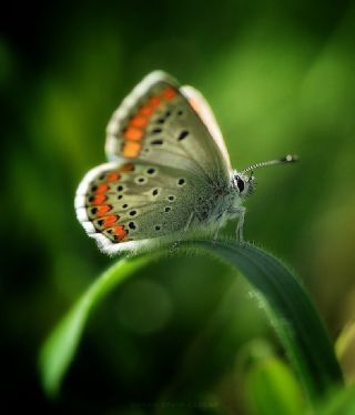 okgzl Esmer (Aricia agestis)