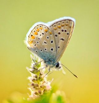 okgzl Mavi (Polyommatus icarus)