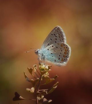 Çokgözlü Mavi (Polyommatus icarus)