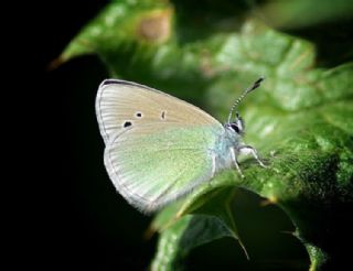 Karagz Mavisi (Glaucopsyche alexis)