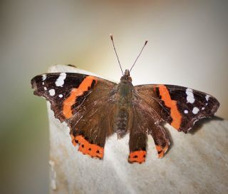 Atalanta (Vanessa atalanta)