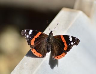 Atalanta (Vanessa atalanta)