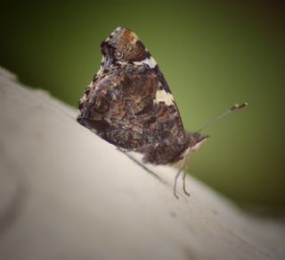 Atalanta (Vanessa atalanta)