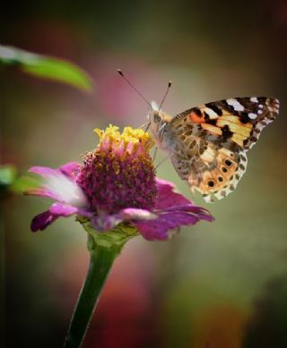 Diken Kelebei (Vanessa cardui)