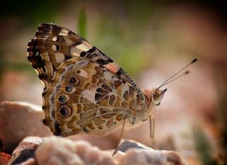 Diken Kelebei (Vanessa cardui)