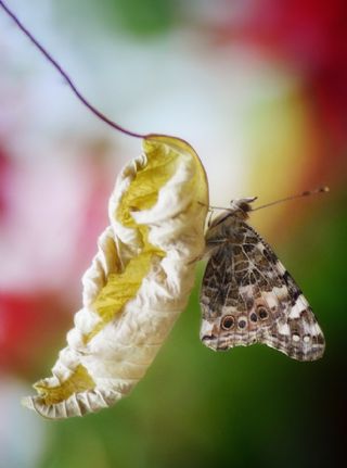 Diken Kelebei (Vanessa cardui)