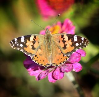 Diken Kelebei (Vanessa cardui)