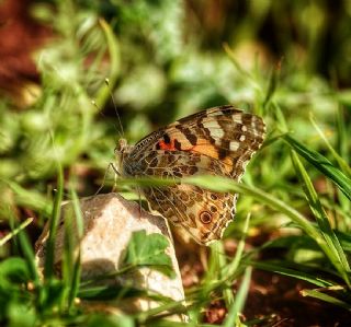 Diken Kelebe�i&nbsp;(Vanessa&nbsp;cardui)