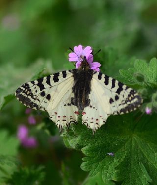 Orman Fistosu (Allancastria  cerisyi)