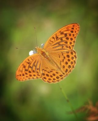 Cengaver (Argynnis paphia)