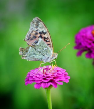 Bahadr (Argynnis pandora)