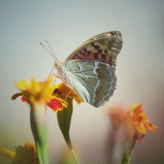 Bahadr (Argynnis pandora)