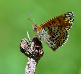 parhan (Melitaea cinxia)