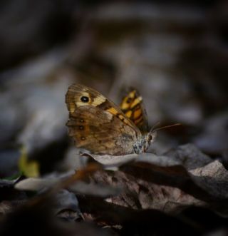 Karanlk Orman Esmeri (Pararge aegeria)