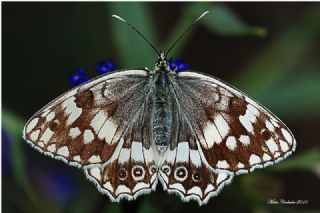 okgzl Dafnis (Polyommatus daphnis)
