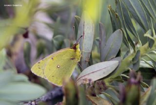 Azeri Azameti (Colias chlorocoma)