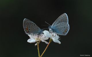 Kafkasyal parhan (Melitaea interrupta)