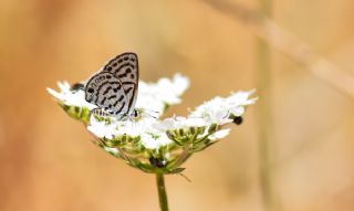 Balkan Kaplan (Tarucus balkanicus)