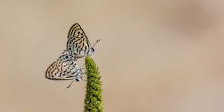 Balkan Kaplan (Tarucus balkanicus)
