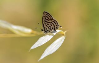 Balkan Kaplan (Tarucus balkanicus)