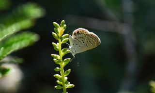 Akdeniz Mcevher Kelebei (Chilades galba)