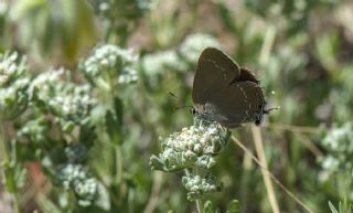 ranl Sevbeni (Satyrium marcidum)