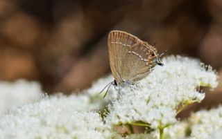 ranl Sevbeni (Satyrium marcidum)