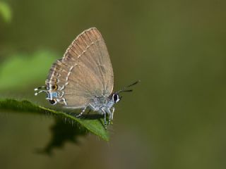 Mavi Benekli Sevbeni (Satyrium zabni)