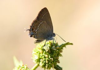 ranl Sevbeni (Satyrium marcidum)