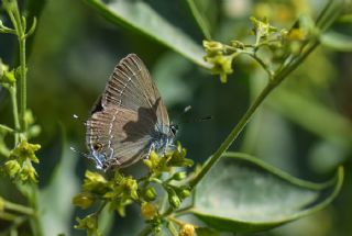 ranl Sevbeni (Satyrium marcidum)