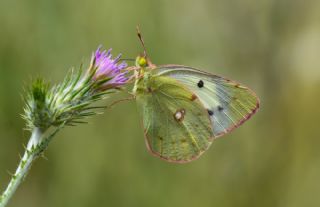 Sar Azamet (Colias croceus)