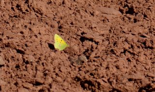 Sar Azamet (Colias croceus)