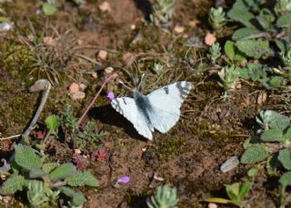 Da Oykls (Euchloe ausonia)