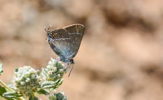 Gzel Sevbeni (Satyrium spini)