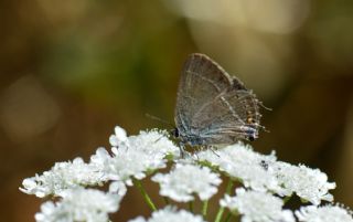 Gzel Sevbeni (Satyrium spini)