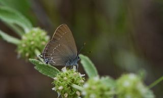 Mavi Benekli Sevbeni (Satyrium zabni)