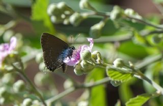 Mavi Benekli Sevbeni (Satyrium zabni)