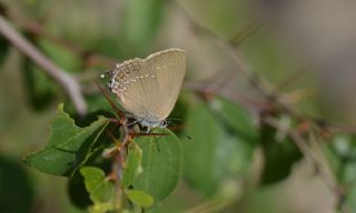 Mavi Benekli Sevbeni (Satyrium zabni)