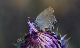 Mavi Benekli Sevbeni (Satyrium zabni)