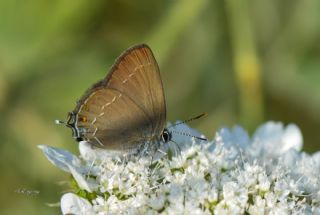 Mavi Benekli Sevbeni (Satyrium zabni)