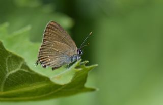 ranl Sevbeni (Satyrium marcidum)