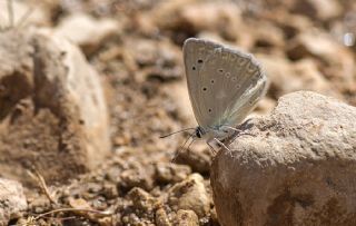 okgzl Dafnis (Polyommatus daphnis)