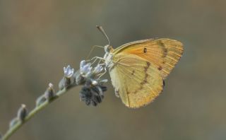 Mezopotamya Kolotisi (Colotis fausta)