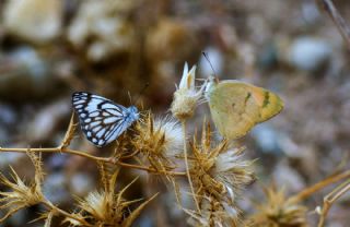 Mezopotamya Kolotisi (Colotis fausta)