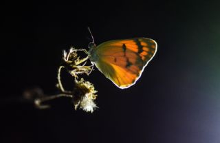 Mezopotamya Kolotisi (Colotis fausta)