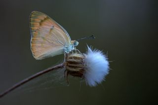 Mezopotamya Kolotisi (Colotis fausta)